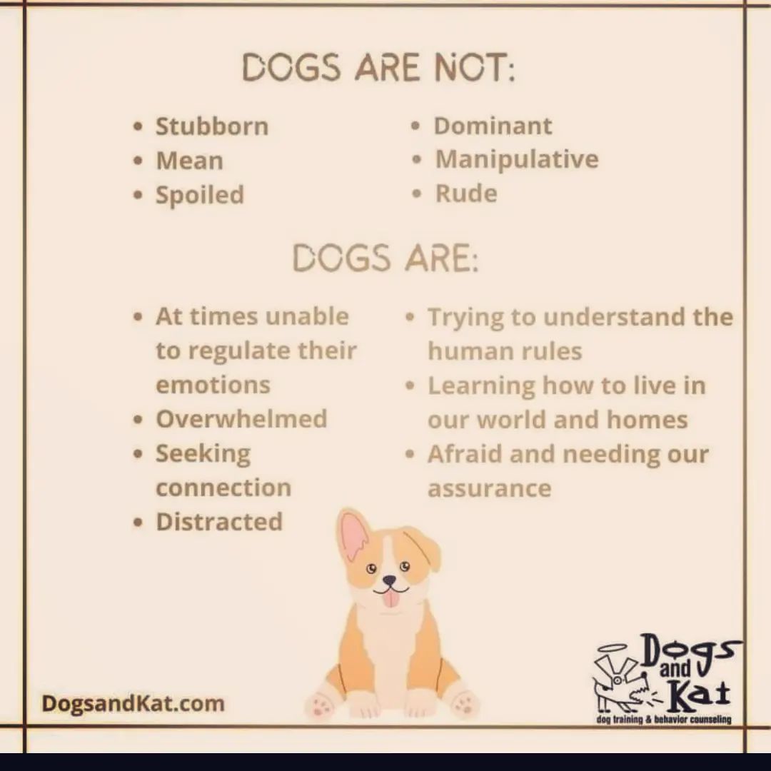 A Canine Behaviorist’s Insights Every Dog Owner Should Hear