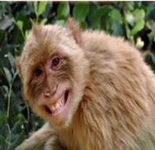 Impacts of Anthropomorphism: From Animal Care to Moral Decisions