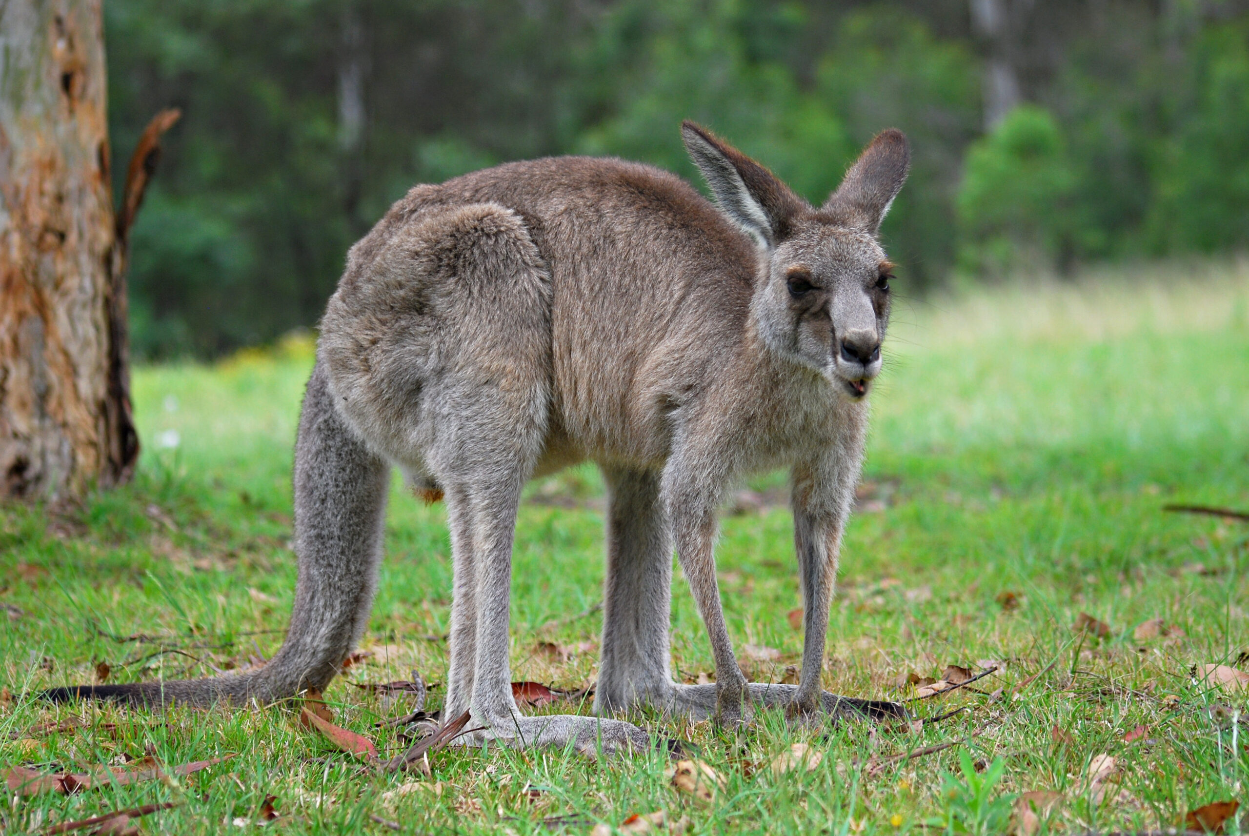 Kangaroo Standing on Two Legs? Why We Humanize Animal Posture