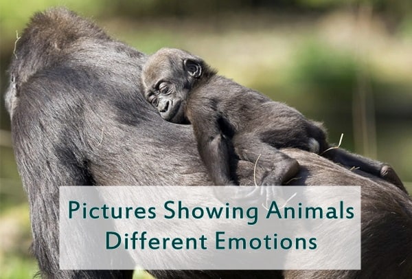 Why Do We Attribute Emotions to Wild Animals?