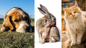 Why Do We Attribute Emotions to Animals?