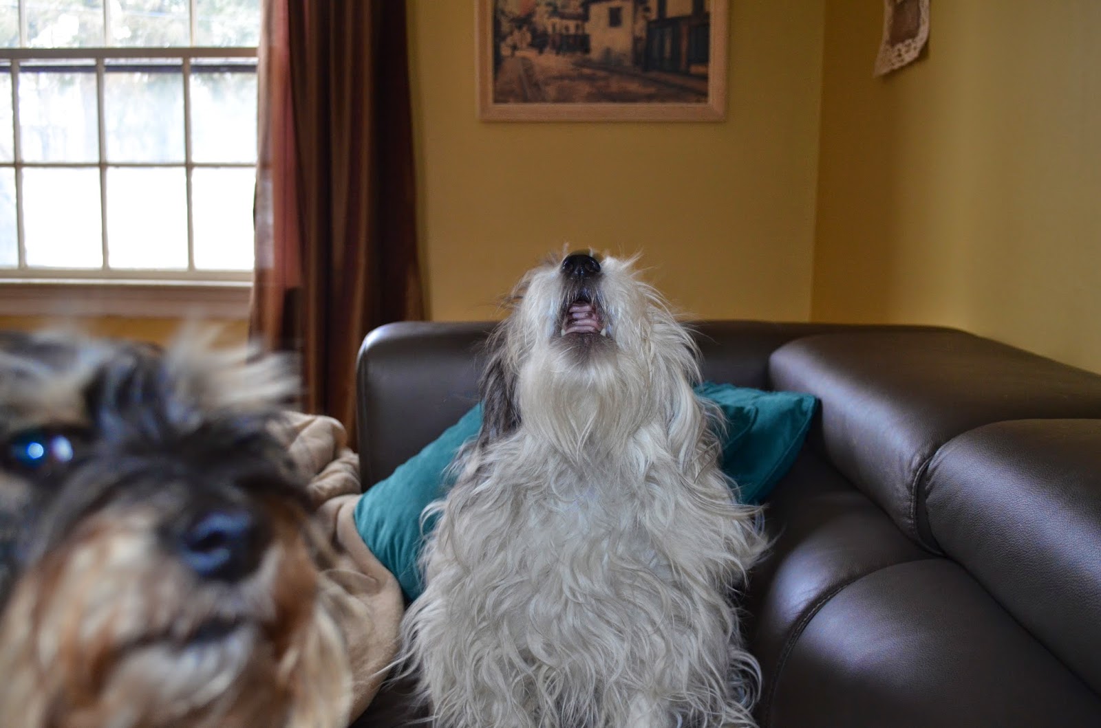 How Anthropomorphism Affects Pet Ownership Trends