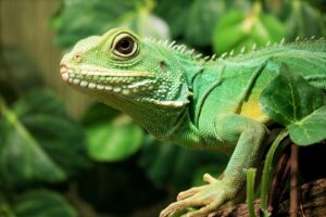 How Anthropomorphism Affects Animal Welfare